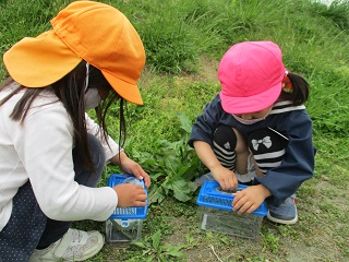 虫探し