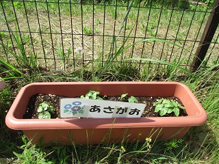アサガオ