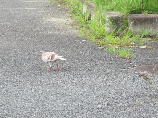 お散歩