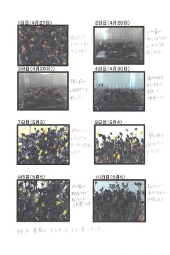 スプラウト②