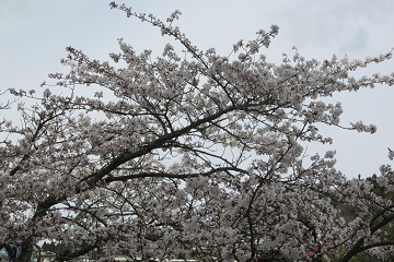 校舎裏桜